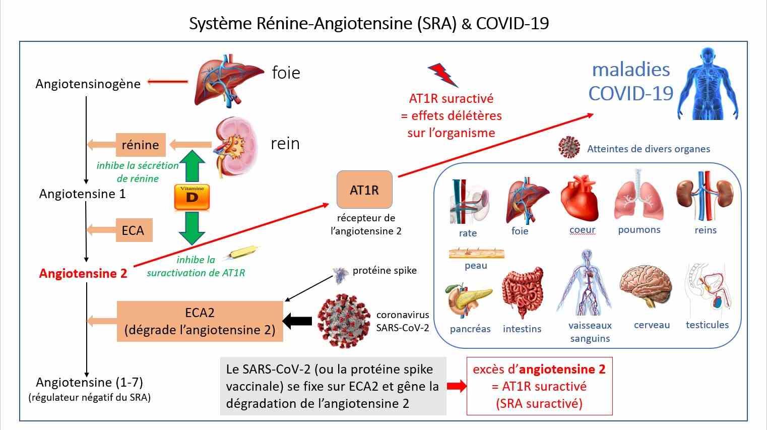 Die Bindung des Coronavirus SARS-CoV-2 (oder Spike-Protein) an seinen zellulären Rezeptor ACE2 (Angiotensin Converting Enzyme 2) stört den Abbau von Angiotensin 2 durch ACE2, das im Überschuss die Überaktivierung des zellulären Rezeptors AT1R . induziert .  Die Überaktivierung des RAS hat sehr schädliche Auswirkungen auf den Organismus und führt insbesondere zur Entwicklung von COVID-19-Erkrankungen.  Der AT1R-Rezeptor wirkt vasokonstriktorisch (hypertensiv), proinflammatorisch (Zytokinsturm), prothrombotisch, profibrosierend, prooxidativ (verursacht oxidativen Stress), proangiogenetische, hypertrophierende Organe (Herz, Lunge usw.), hemmend die Produktion von Stickoxid (NO) beeinflusst das Immun- und Nervensystem ... Der überaktivierte AT1R-Rezeptor (= RAS-Dysfunktion) ist somit der eigentliche Schuldige bei Covid-19-Erkrankungen.