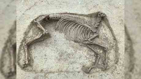 Archaeologen finden enthauptetes Pferd in „unbekanntem Bestattungsritual — Unterhaltung