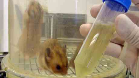 Hamsterhoden schrumpfen bei Covid 19 – Studie — World