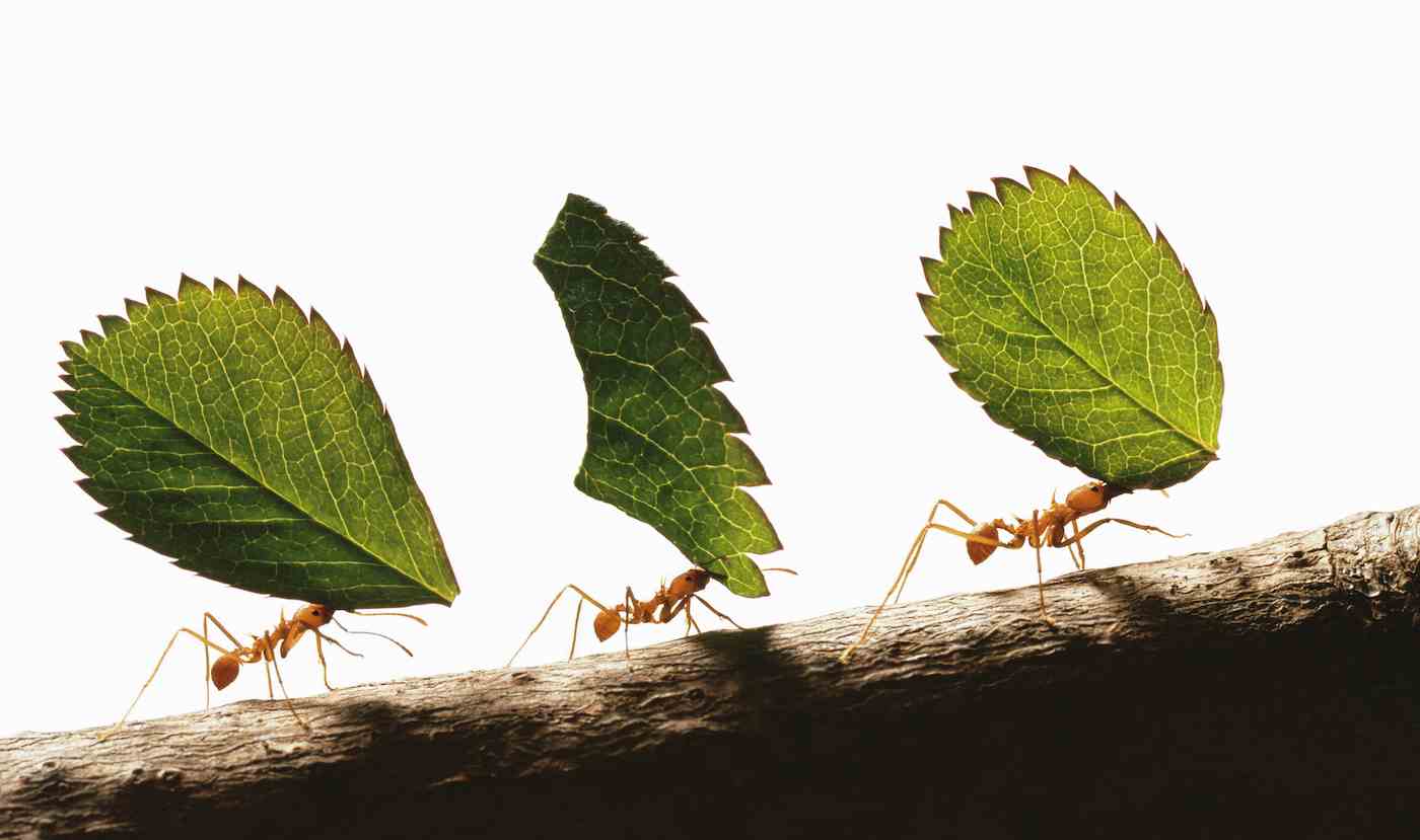 Drei Blattschneiderameisen (atta cephalotes) tragen Blätter, Nahaufnahme