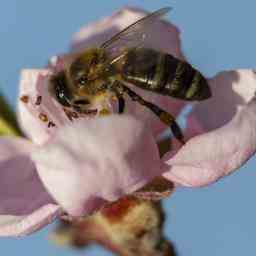 Honigbiene erneut auf Platz eins bei National Bijentelling Tiere