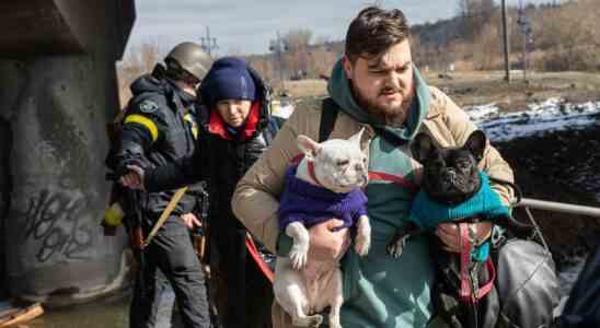 Niederlaendische Tieraerzte haben dreihundert Haustiere aus der Ukraine behandelt
