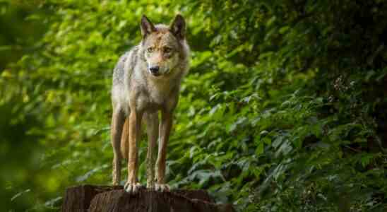 Nordholland meldet Wolfsspuren Tier wurde in Suedholland noch nicht gesehen