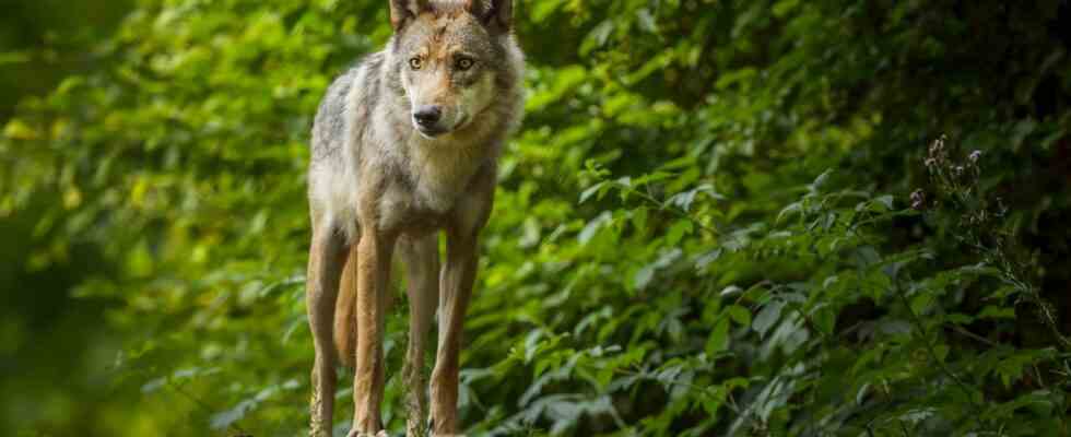 Nordholland meldet Wolfsspuren Tier wurde in Suedholland noch nicht gesehen