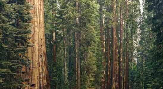 Sequoia Capital India verpflichtet sich angesichts von Betrugsvorwuerfen bei einigen