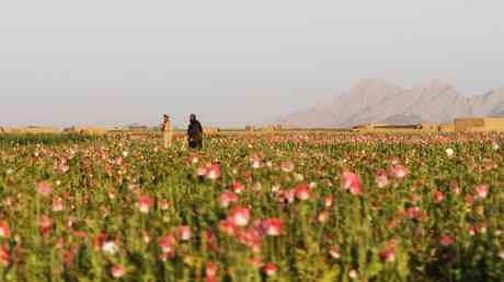 Taliban verbieten Mohnanbau — World