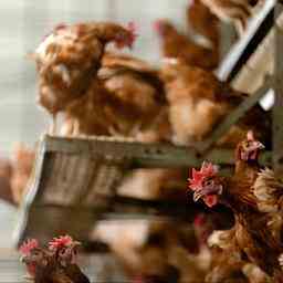 Vogelgrippe auf Gefluegelfarm in Barneveld Zehntausende Huehner gekeult