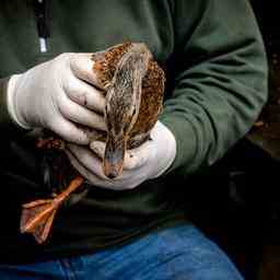Vogelkrankenhaus leidet jetzt das ganze Jahr ueber an der Vogelgrippe