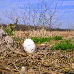 Zwei Teenager lassen ein rohes Ei 300 Meter weit fallen