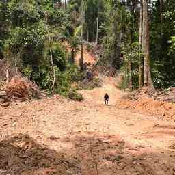 1652460731 WWF Amazonas Regenwald naehert sich aufgrund beschleunigter Entwaldung dem Wendepunkt