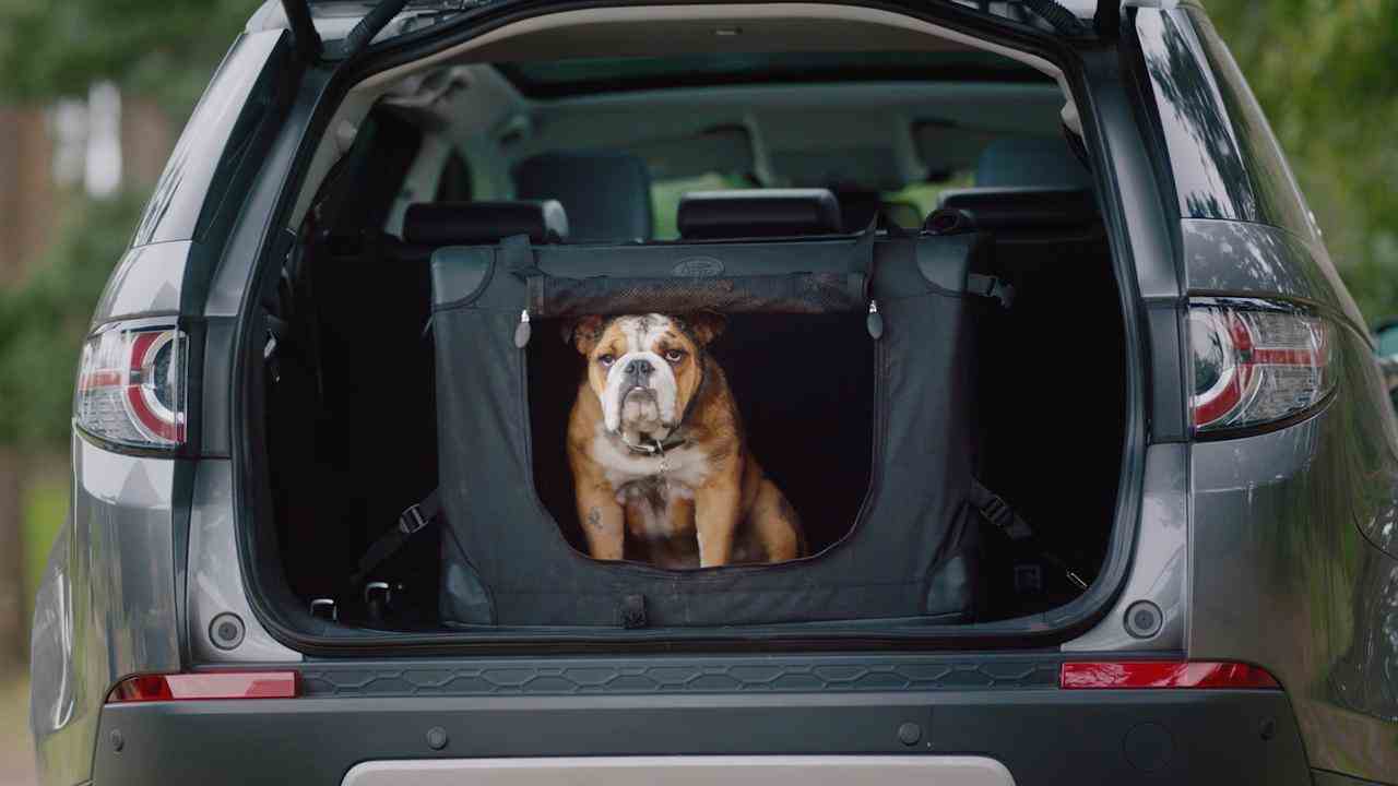 Auch Automarken haben meist Zubehör für Hunde im Sortiment, ebenso Land Rover.