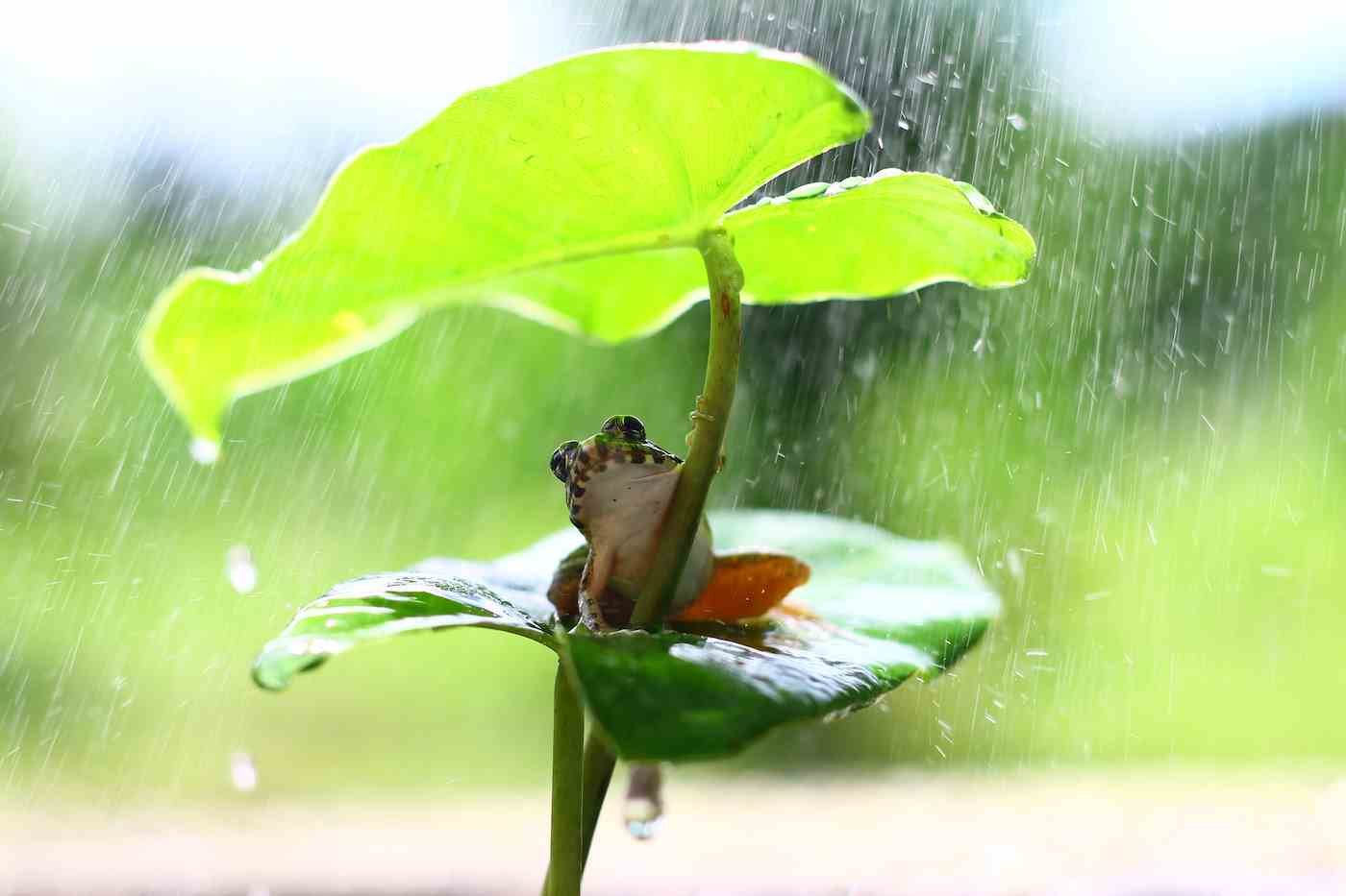 Ein kleiner grüner Frosch, der auf einem Blatt sitzt, sucht Schutz vor dem Regen