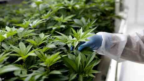 Die Regierung verschenkt eine Million Cannabispflanzen – Medien – World