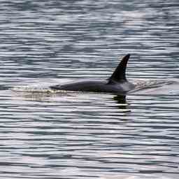 Drohne muss verlorenen Orca mit Geraeuschen zurueck ins Meer fuehren