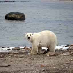 Eisbaer zum ersten Mal ganz im Sueden Kanadas gesichtet