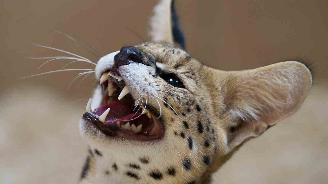 Ein Serval ist und bleibt ein Wildtier, wird aber zunehmend als Haustier gehalten.
