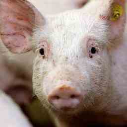 Mit Schrauben gefuellter Schweinekadaver in Rotterdam gefunden moeglicherweise rituell