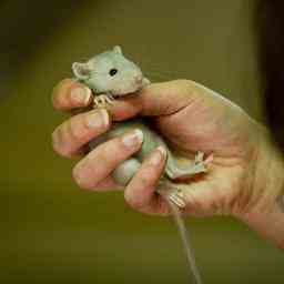 Niederlaendische Ratten und Maeuse sind immer schwieriger mit Gift zu