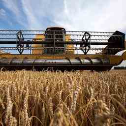 Putin sagt er wolle zusammenarbeiten um Getreideexporte in die Ukraine