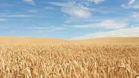 Russland antwortet auf EU Angebot fuer ukrainisches Getreide — RT Deutsch
