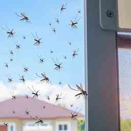 So halten Sie Insekten aus dem Haus JETZT