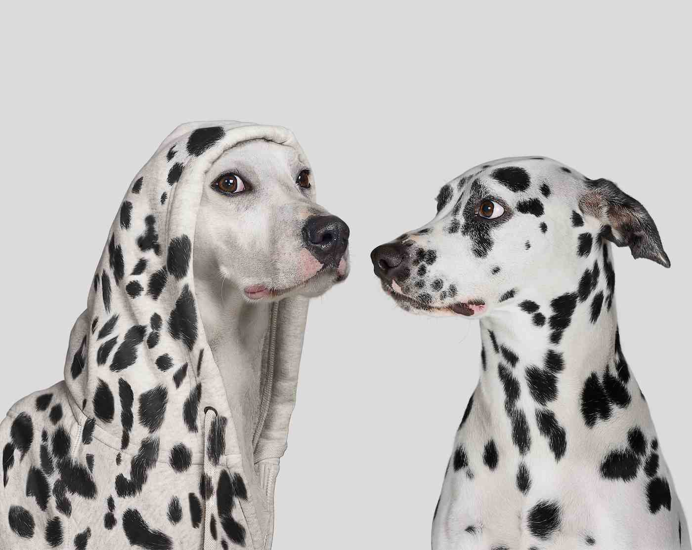 Dalmatiner erschreckt von einem weißen Hund, der einen Hoodie mit Flecken trägt und vorgibt, ein Dalmatiner zu sein
