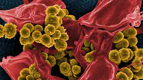 Studie schlaegt Alarm wegen antibiotikaresistenter Bakterien — World