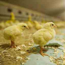 Vogelgrippe auf Bauernhof in friesischem Dorf gefunden 166000 Masthaehnchen gekeult