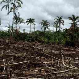 1657302362 Die Abholzung des brasilianischen Amazonas erreicht ein Rekordhoch JETZT