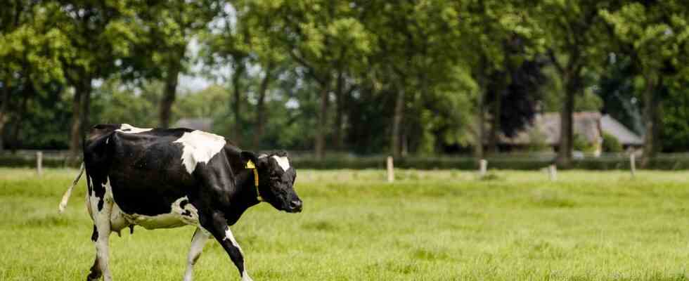 Die Umstellung auf Bio Milch kann die Stickstoffkrise teilweise loesen