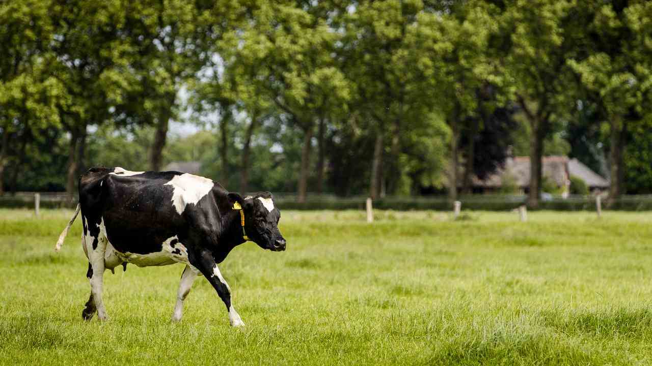 Je länger Kühe auf der Weide grasen und je weniger (importiertes) Futtermittel sie erhalten, desto geringer sind die Stickstoffemissionen pro Liter Milch.