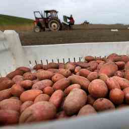 Ernte und Verkauf von Kartoffeln bei Trapakkers JETZT