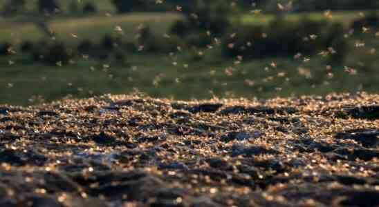 Tausende fliegende Ameisen am Himmel Woher kommen sie † Tiere