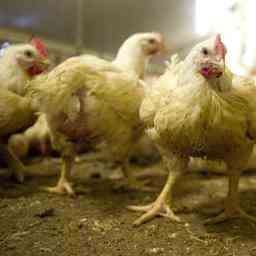 Vogelgrippe auf friesischem Bauernhof gefunden 105000 Masthaehnchen gekeult JETZT