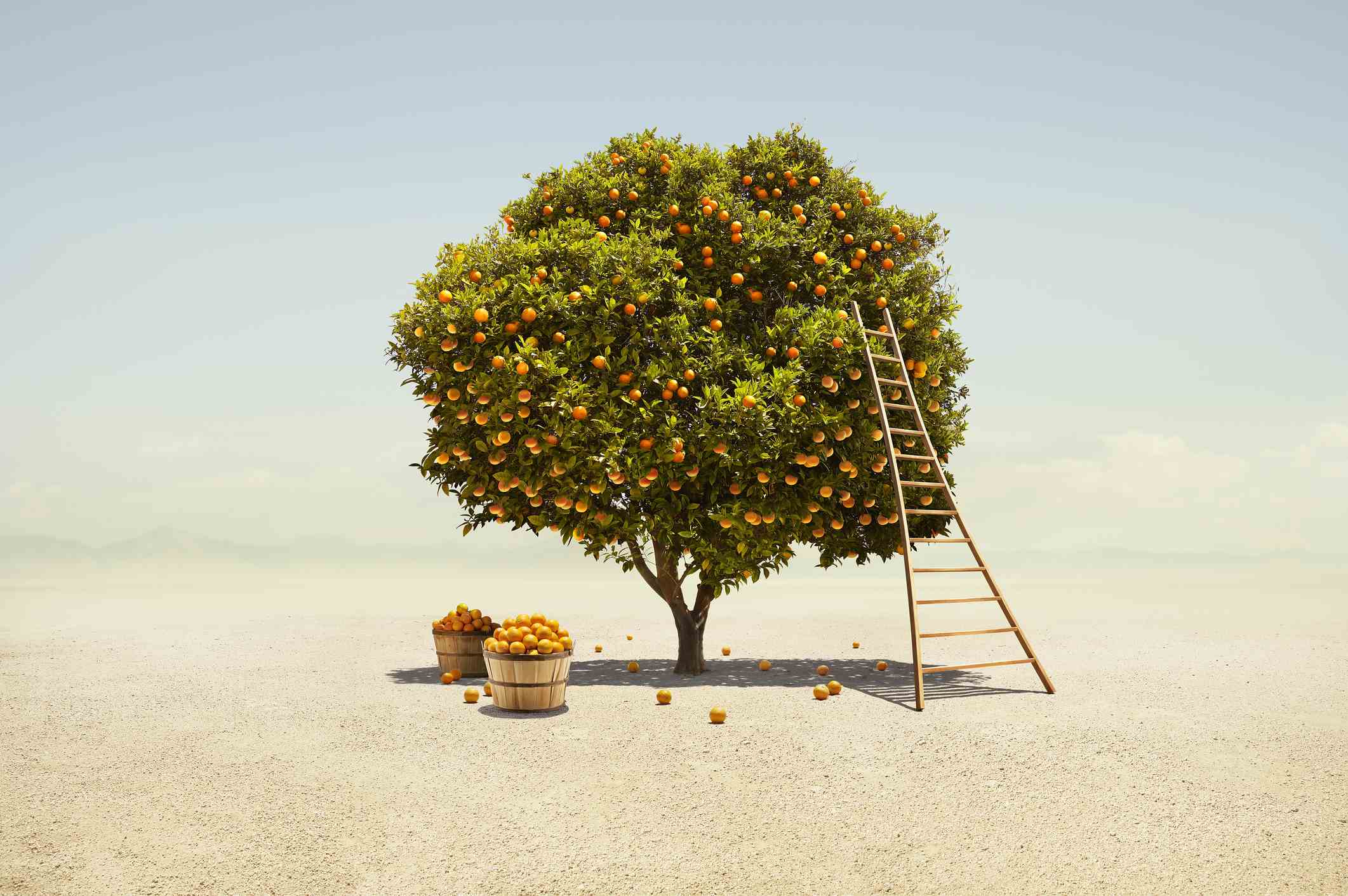 Ein vollfruchtiger Orangenbaum, der in einer kargen südkalifornischen Wüstenlandschaft geerntet wird;  Erstinvestoren, die im Abschwung erfolgreich sind