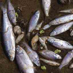 Bundesminister befuerchtet Langzeitschaeden durch Fischsterben in Oder JETZT