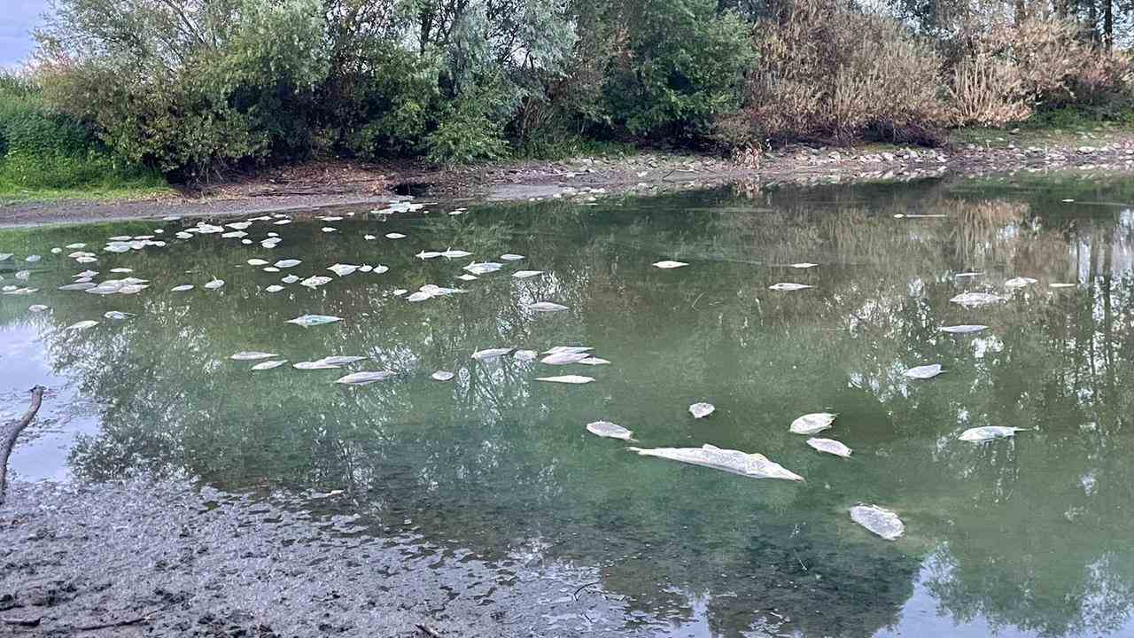 "Hunderte von toten Fischen tauchen jetzt in einer Reihe von Teichen auf, in denen aufgrund der Dürre gefischt wird"NU.nl-Leser Jaap Haagmans sagt über die Situation in Dreumel in Gelderland.