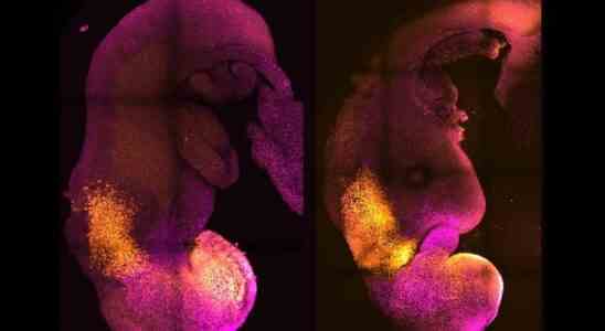 Funktionierendes Gehirn und schlagendes Herz in kuenstlichen Mausembryos entwickelt