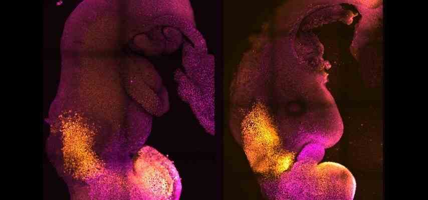 Funktionierendes Gehirn und schlagendes Herz in kuenstlichen Mausembryos entwickelt