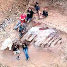 Groesstes Dinosaurierskelett Europas in portugiesischem Hinterhof ausgegraben Wissenschaft