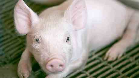 Organe toter Schweine teilweise wiederbelebt – Studie — World