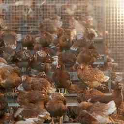 Praeventive Keulung in Betrieben in Lunteren und Voorthuizen wegen Vogelgrippe