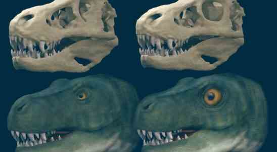 T rex entwickelte vermutlich kleinere Augen fuer besseren Biss