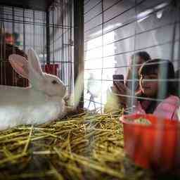 Tierheime mit ausgesetzten Kaninchen ueberfuellt „Freilassung ist ein Todesurteil