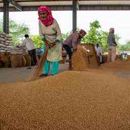 Trotz Versprechungen wird Indien wahrscheinlich kein bedeutender Getreideexporteur werden
