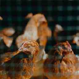Vogelgrippe auf Gefluegelfarm Schore diagnostiziert 76000 Huehner gekeult JETZT