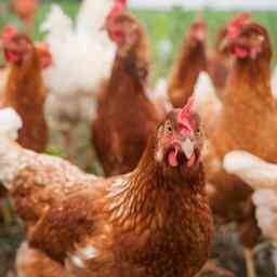 Vogelgrippe zurueck im Herzen der Gefluegelindustrie Unternehmen in Lunteren getroffen
