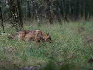Zum ersten Mal Wolfsjunge im Park De Hoge Veluwe gesehen