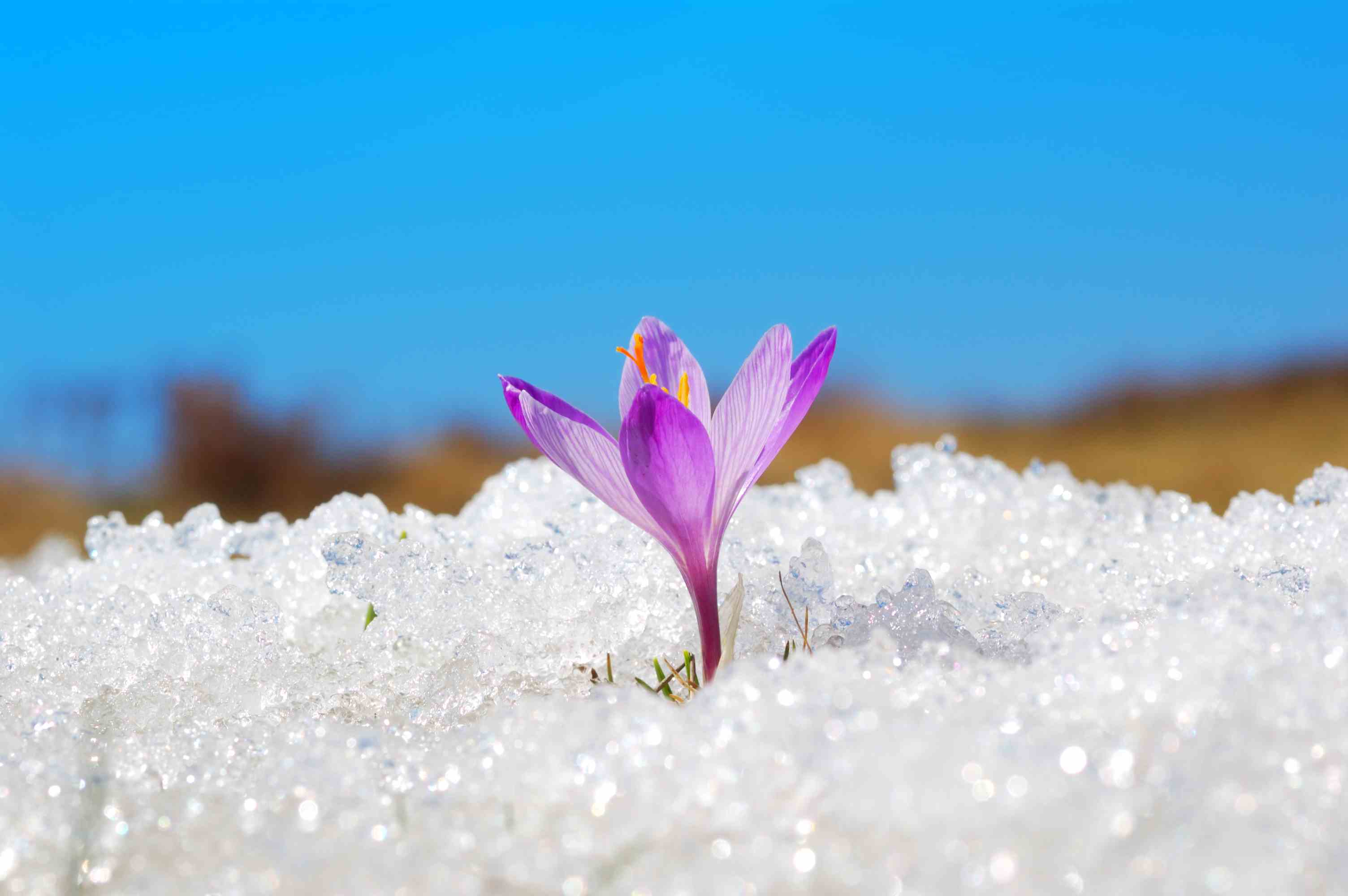 lila Blume, die im Schnee blüht;  Krypto-Winter