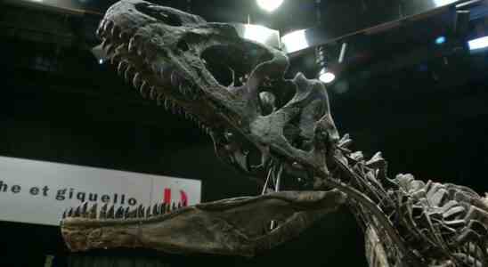225 Millionen Jahre altes spitzmausartiges Wesen ist das aelteste jemals